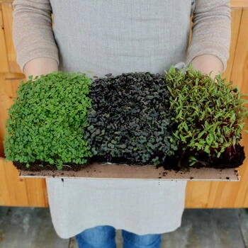 micro-pousses de radis